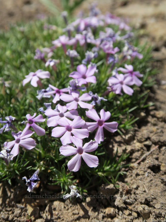 spreading phlox (Phlox diffusa) [Divide Trail, Badger Creek Wilderness, Hood River County, Oregon]