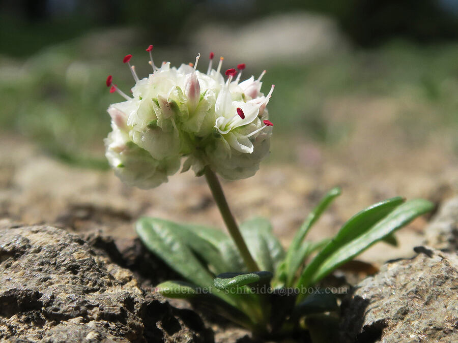 white pussy-paws (Calyptridium umbellatum (Cistanthe umbellata)) [Divide Trail, Badger Creek Wilderness, Hood River County, Oregon]