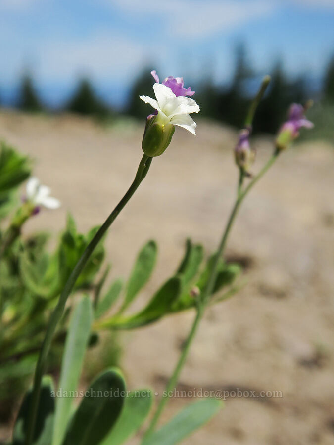 Lyall's rock-cress, with both purple and white flowers (Boechera lyallii (Arabis lyallii)) [Divide Trail, Badger Creek Wilderness, Hood River County, Oregon]