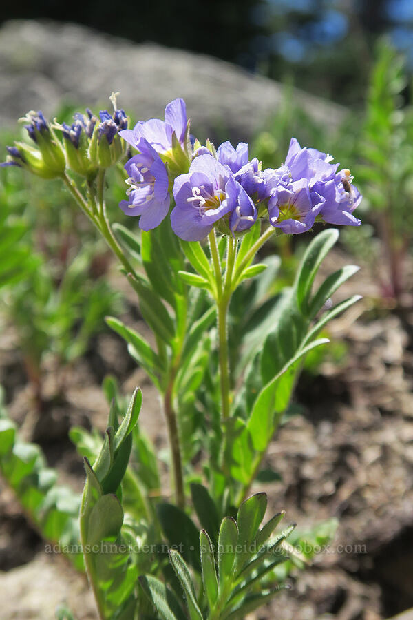 California Jacob's-ladder (Polemonium californicum) [Divide Trail, Badger Creek Wilderness, Hood River County, Oregon]