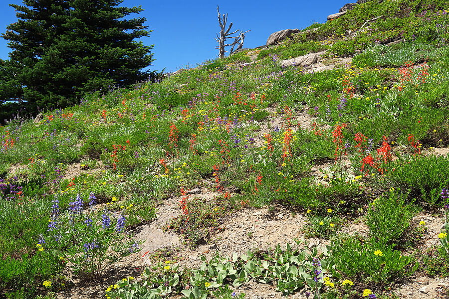 wildflowers in primary colors (Ipomopsis aggregata, Eriogonum umbellatum, Lupinus latifolius) [Divide Trail, Badger Creek Wilderness, Hood River County, Oregon]