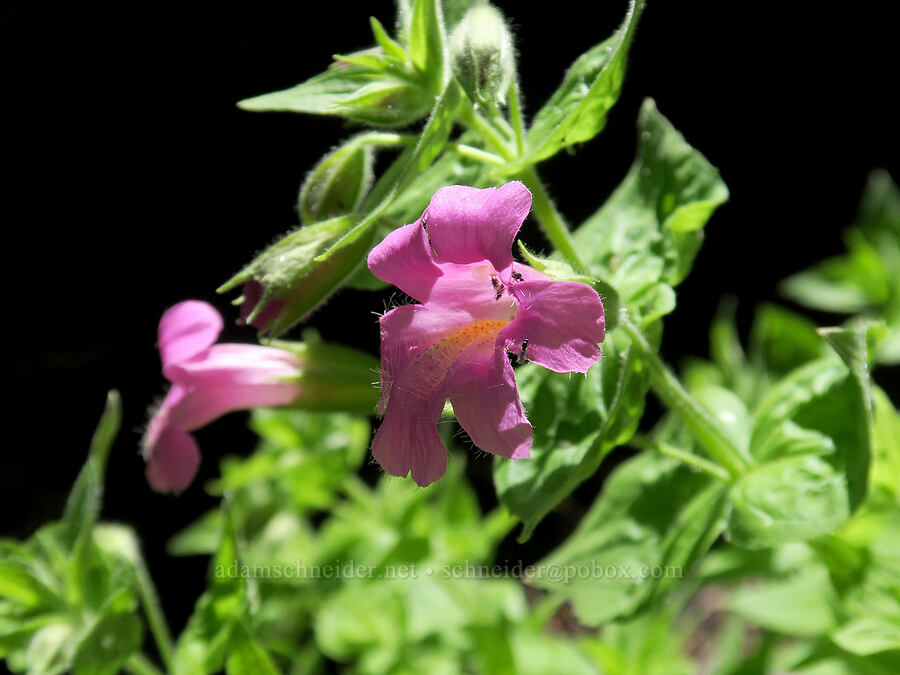 Lewis' monkeyflower (Erythranthe lewisii (Mimulus lewisii)) [Senecal Spring, Badger Creek Wilderness, Hood River County, Oregon]