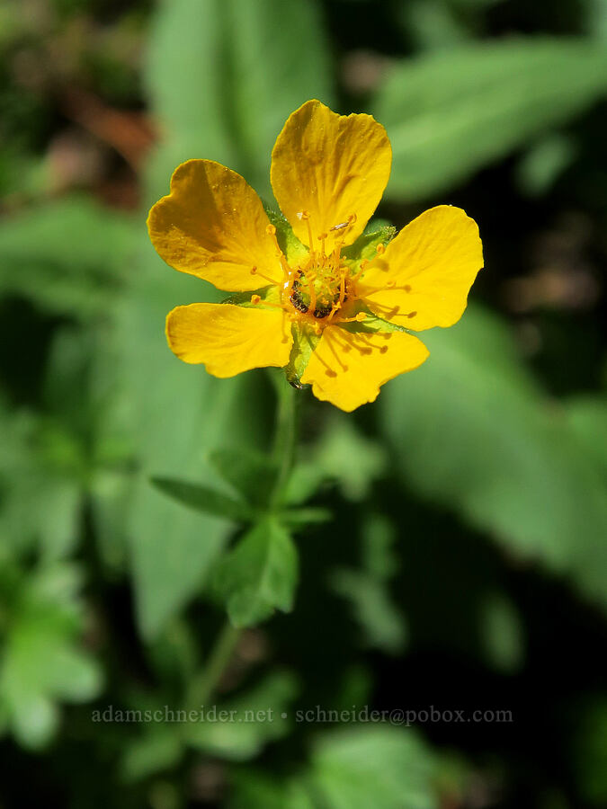 fan-leaf cinquefoil (Potentilla flabellifolia) [Senecal Spring, Badger Creek Wilderness, Hood River County, Oregon]