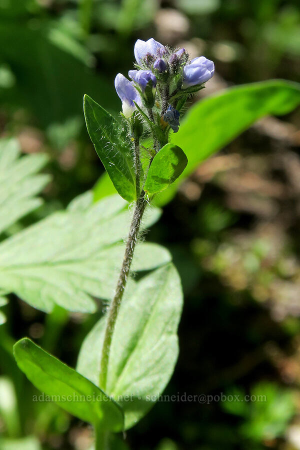 alpine speedwell (Veronica wormskjoldii) [Senecal Spring, Badger Creek Wilderness, Hood River County, Oregon]