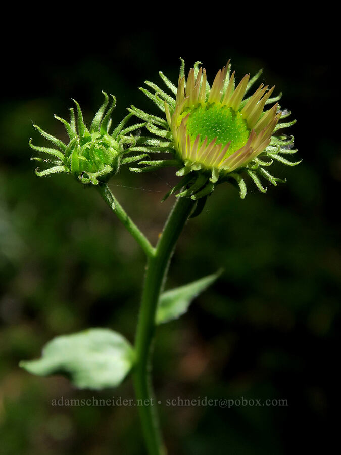 subalpine fleabane, budding (Erigeron glacialis var. glacialis) [Senecal Spring, Badger Creek Wilderness, Hood River County, Oregon]