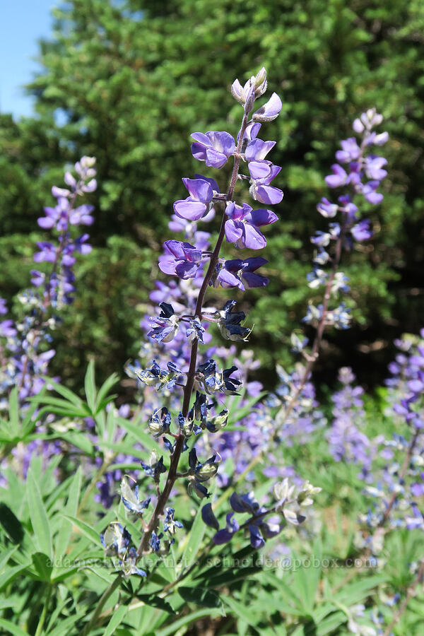 lupines (Lupinus latifolius) [High Prairie Trail, Badger Creek Wilderness, Hood River County, Oregon]