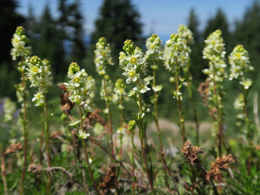 partridgefoot (Luetkea pectinata) [High Prairie Trail, Badger Creek Wilderness, Hood River County, Oregon]