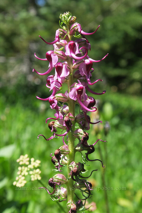 elephant's-head lousewort (Pedicularis groenlandica) [High Prairie Trail, Badger Creek Wilderness, Hood River County, Oregon]