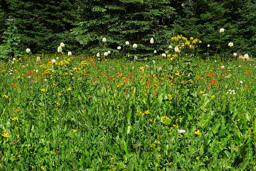 wildflowers (Senecio triangularis, Castilleja suksdorfii, Bistorta bistortoides (Polygonum bistortoides), Arnica sp., Erigeron glacialis var. glacialis) [High Prairie Trail, Badger Creek Wilderness, Hood River County, Oregon]