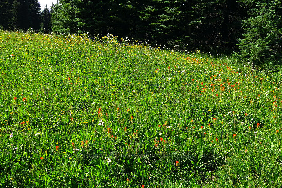 wildflowers (Senecio triangularis, Castilleja suksdorfii, Erigeron glacialis var. glacialis, Bistorta bistortoides (Polygonum bistortoides), Arnica sp.) [High Prairie Trail, Badger Creek Wilderness, Hood River County, Oregon]