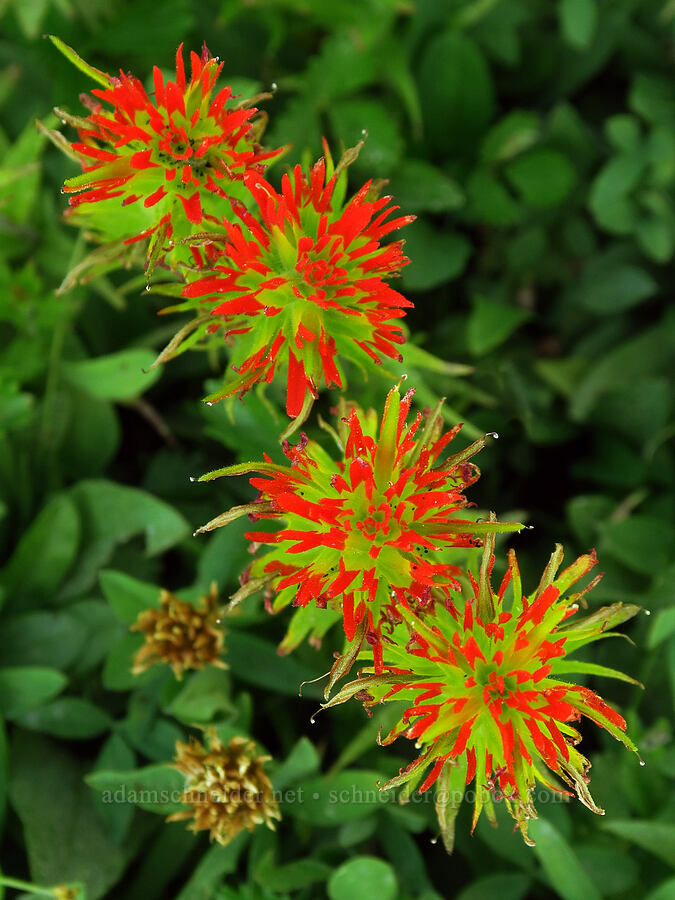 Suksdorf's paintbrush (Castilleja suksdorfii) [High Prairie Trail, Badger Creek Wilderness, Hood River County, Oregon]