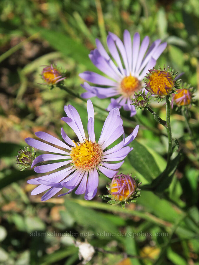 alpine leafy-bract aster (Symphyotrichum foliaceum var. apricum (Aster foliaceus)) [High Prairie Trail, Badger Creek Wilderness, Hood River County, Oregon]
