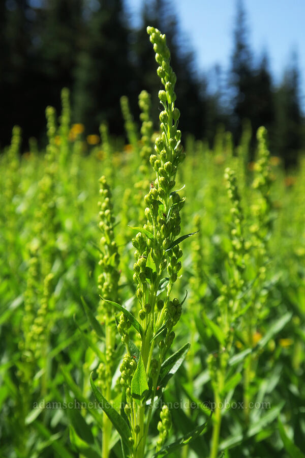 goldenrod (Solidago sp.) [High Prairie Trailhead, Mt. Hood National Forest, Hood River County, Oregon]