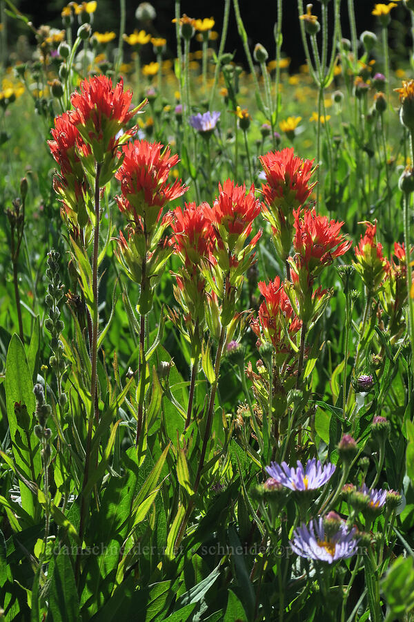 Suksdorf's paintbrush (Castilleja suksdorfii) [High Prairie Trailhead, Mt. Hood National Forest, Hood River County, Oregon]