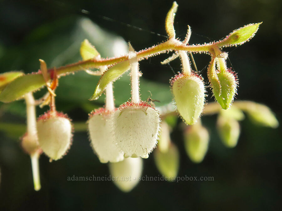 salal flowers (Gaultheria shallon) [Upper Big Quilcene Trail, Buckhorn Wilderness, Jefferson County, Washington]