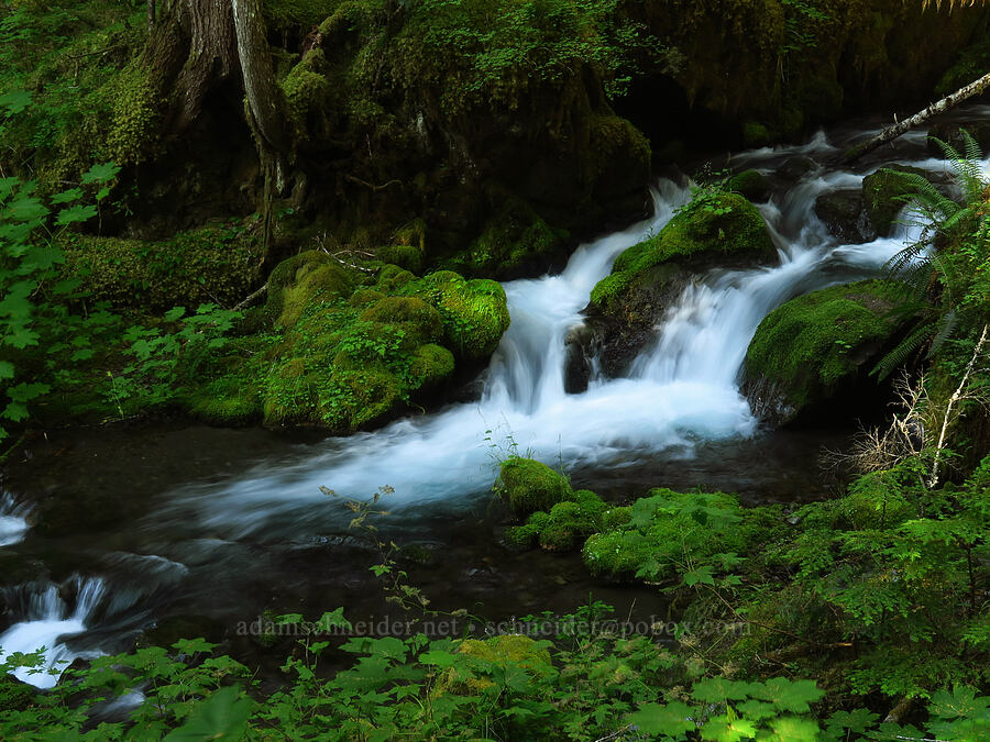 Big Quilcene River [Upper Big Quilcene Trail, Buckhorn Wilderness, Jefferson County, Washington]