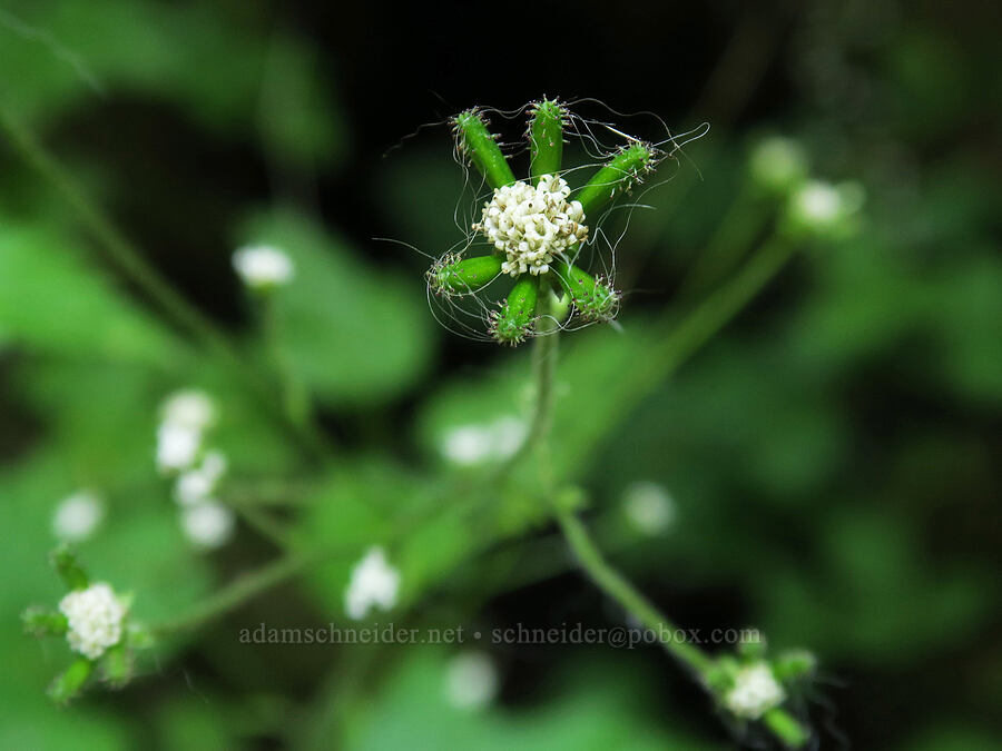 pathfinder plant flowers & fruits (Adenocaulon bicolor) [Upper Big Quilcene Trail, Buckhorn Wilderness, Jefferson County, Washington]