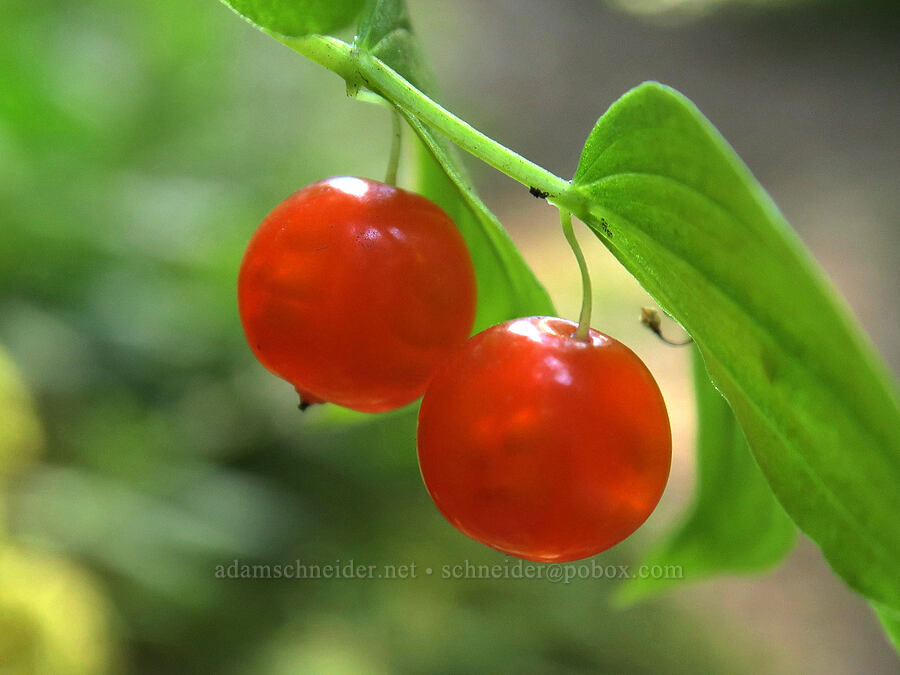 small twisted-stalk berries (Streptopus streptopoides) [Upper Big Quilcene Trail, Buckhorn Wilderness, Jefferson County, Washington]