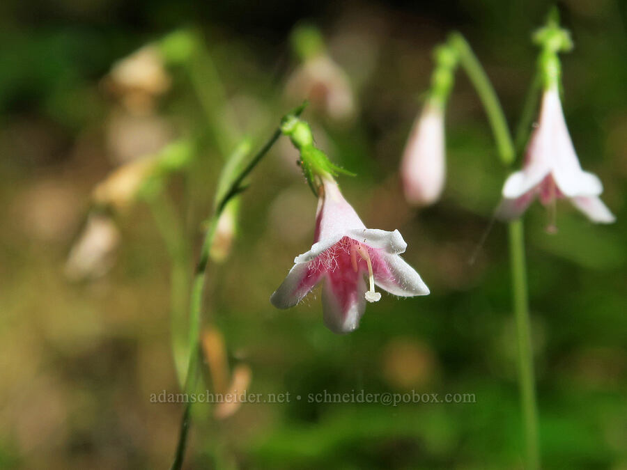 twinflowers (Linnaea borealis) [Upper Big Quilcene Trail, Buckhorn Wilderness, Jefferson County, Washington]
