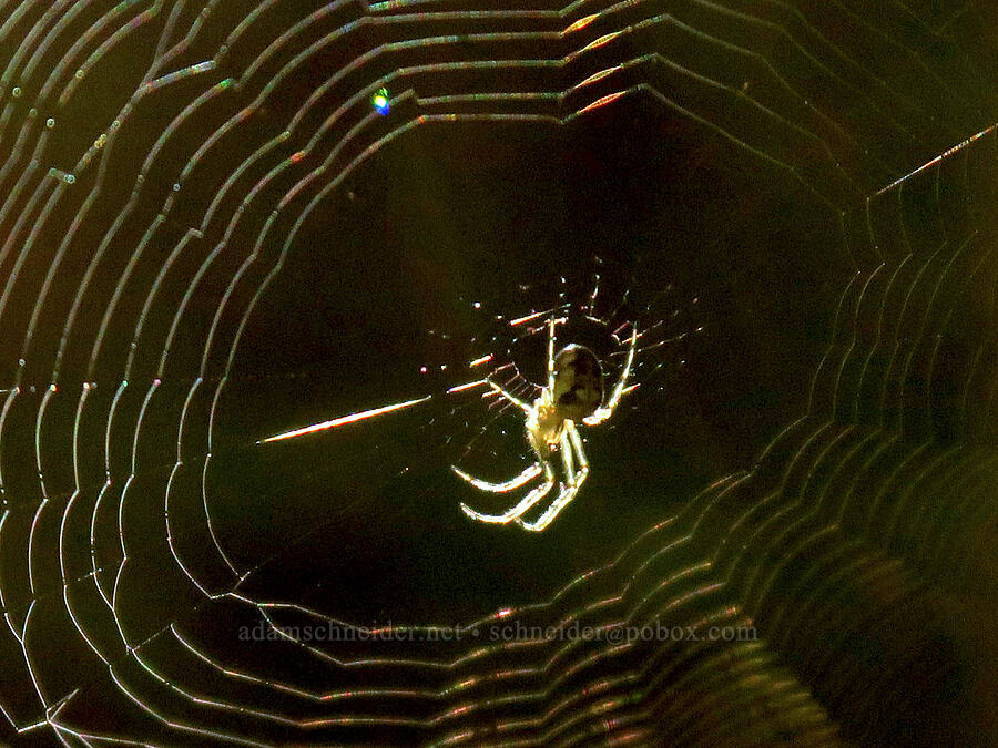 spider in its web (Metellina sp.) [Upper Big Quilcene Trail, Buckhorn Wilderness, Jefferson County, Washington]
