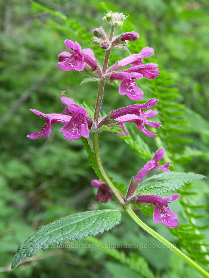 Cooley's hedge-nettle (Stachys cooleyae (Stachys chamissonis var. cooleyae)) [Upper Big Quilcene Trail, Buckhorn Wilderness, Jefferson County, Washington]