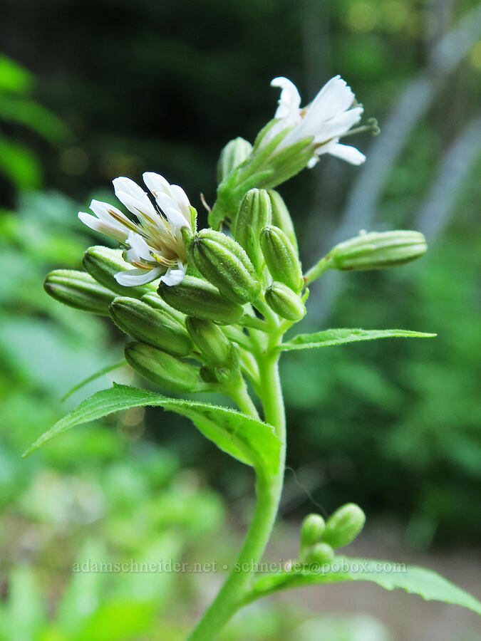 western rattlesnake-root (Prenanthes alata (Nabalus alatus)) [Upper Big Quilcene Trail, Buckhorn Wilderness, Jefferson County, Washington]