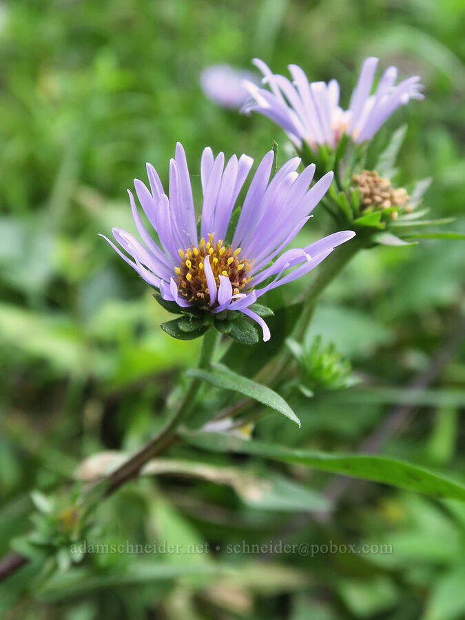 leafy-bract aster (Symphyotrichum foliaceum (Aster foliaceus)) [Upper Big Quilcene Trail, Buckhorn Wilderness, Jefferson County, Washington]