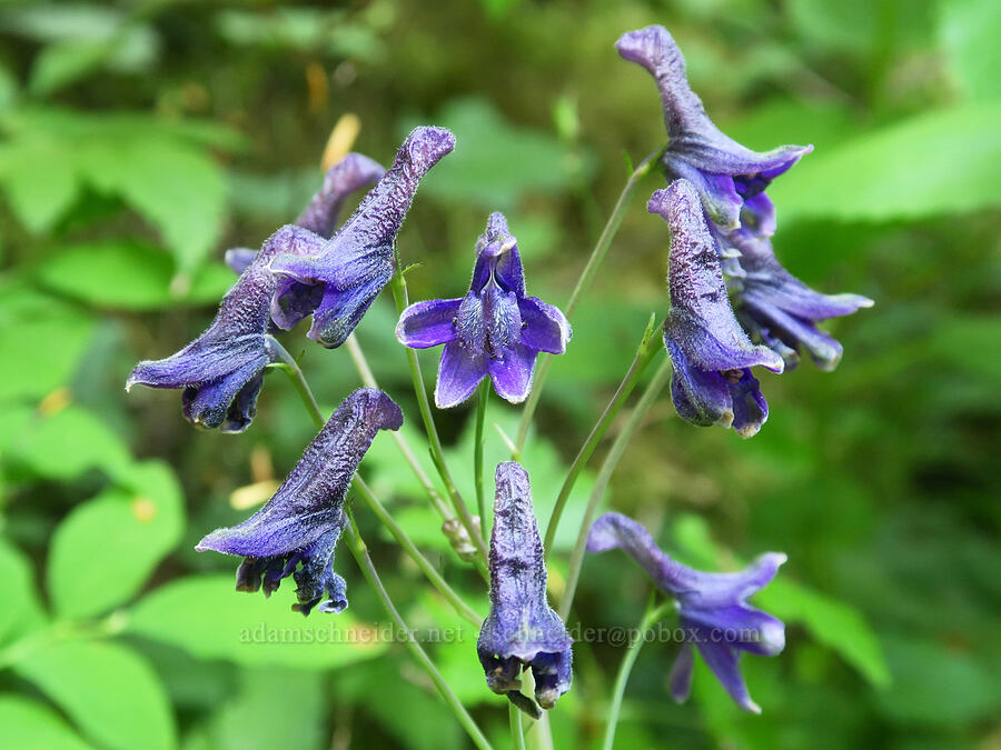 Sierra larkspur (Delphinium glaucum) [Upper Big Quilcene Trail, Buckhorn Wilderness, Jefferson County, Washington]