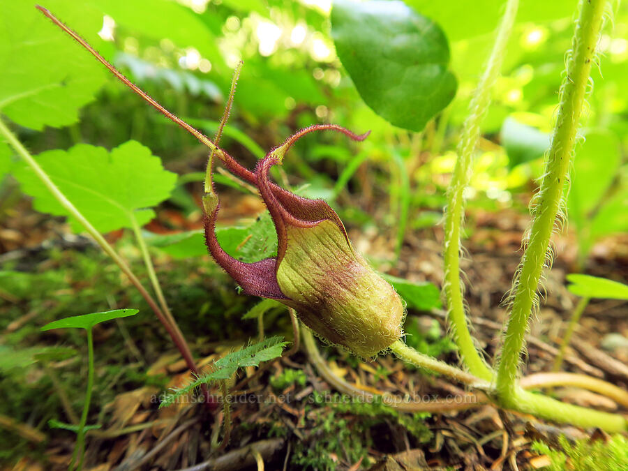 wild ginger flower (Asarum caudatum) [Upper Big Quilcene Trail, Buckhorn Wilderness, Jefferson County, Washington]