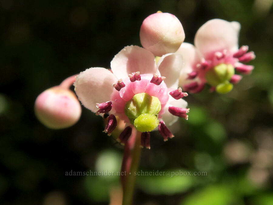 pipsissewa (Chimaphila umbellata) [Upper Big Quilcene Trail, Buckhorn Wilderness, Jefferson County, Washington]