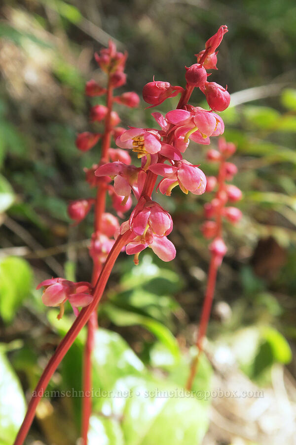 pink pyrola (Pyrola asarifolia) [Upper Big Quilcene Trail, Buckhorn Wilderness, Jefferson County, Washington]