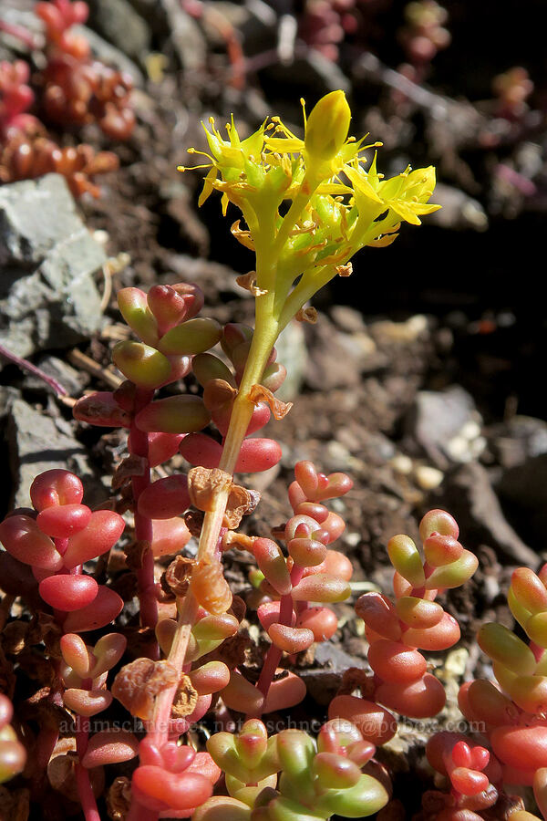 spreading stonecrop (Sedum divergens) [Upper Big Quilcene Trail, Buckhorn Wilderness, Jefferson County, Washington]