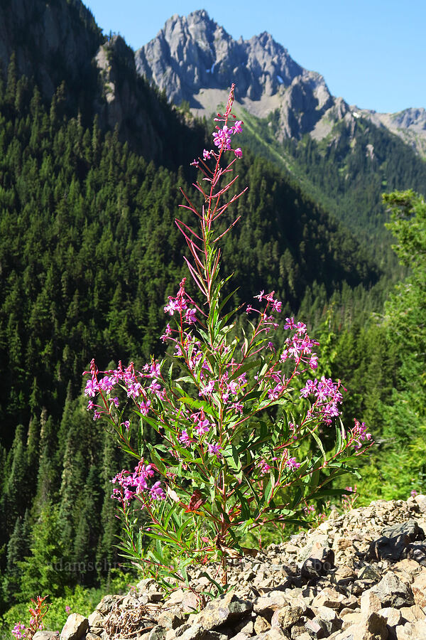 very branchy fireweed (Chamerion angustifolium (Epilobium angustifolium)) [Upper Big Quilcene Trail, Buckhorn Wilderness, Jefferson County, Washington]