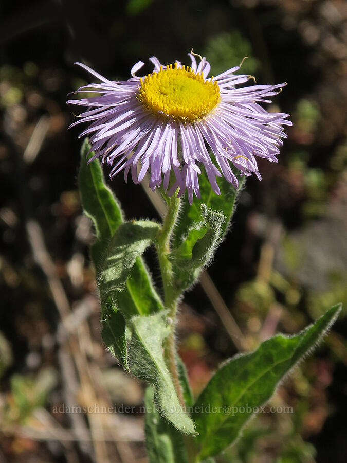 three-nerve fleabane (Erigeron subtrinervis) [Upper Big Quilcene Trail, Buckhorn Wilderness, Jefferson County, Washington]