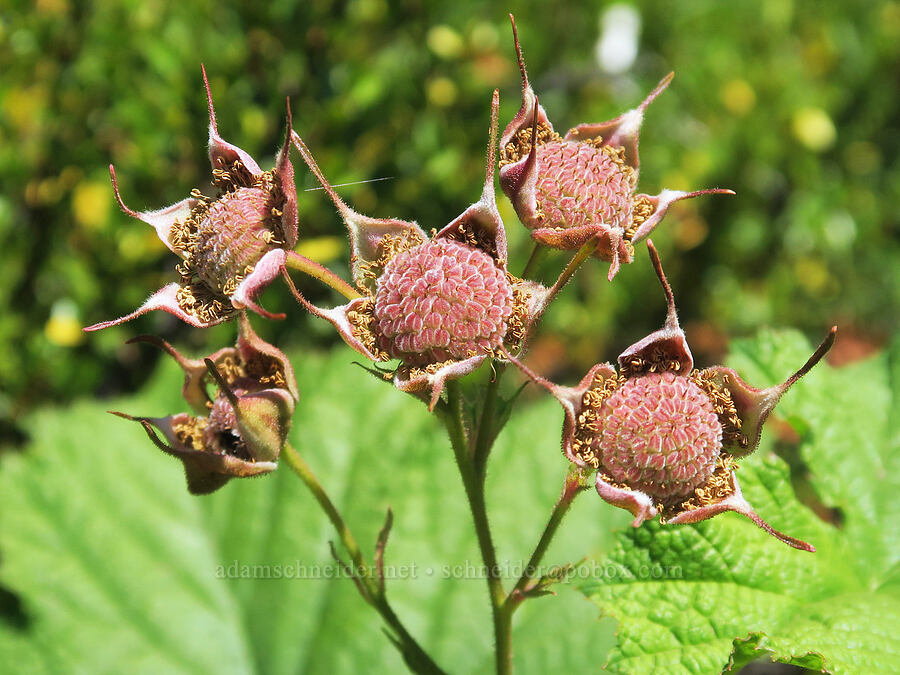 unripe thimbleberries (Rubus parviflorus) [Upper Big Quilcene Trail, Buckhorn Wilderness, Jefferson County, Washington]