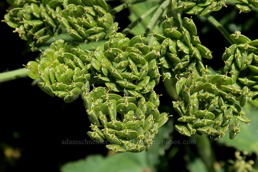 cow parsnip, going to seed (Heracleum maximum) [Upper Big Quilcene Trail, Buckhorn Wilderness, Jefferson County, Washington]