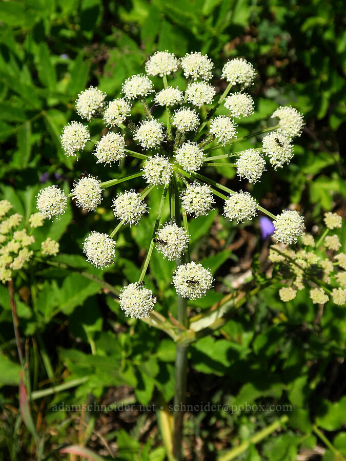 sharp-tooth angelica (Angelica arguta) [Upper Big Quilcene Trail, Buckhorn Wilderness, Jefferson County, Washington]