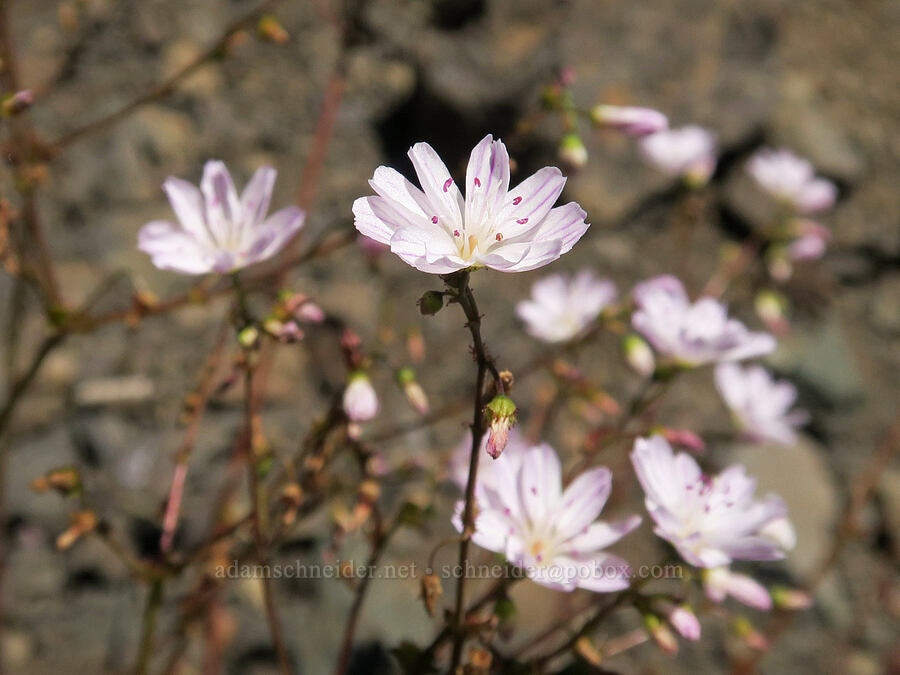 Columbia lewisia (Lewisia columbiana) [Upper Big Quilcene Trail, Buckhorn Wilderness, Jefferson County, Washington]