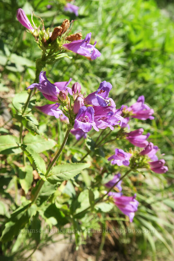 Cascade penstemon (Penstemon serrulatus) [Upper Big Quilcene Trail, Buckhorn Wilderness, Jefferson County, Washington]