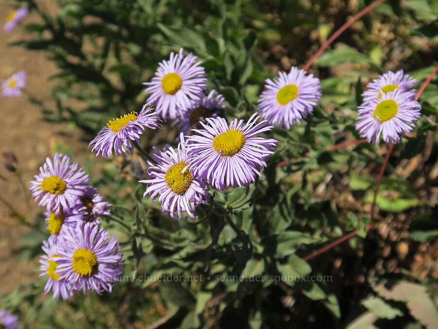fleabane (Erigeron sp.) [Upper Big Quilcene Trail, Buckhorn Wilderness, Jefferson County, Washington]