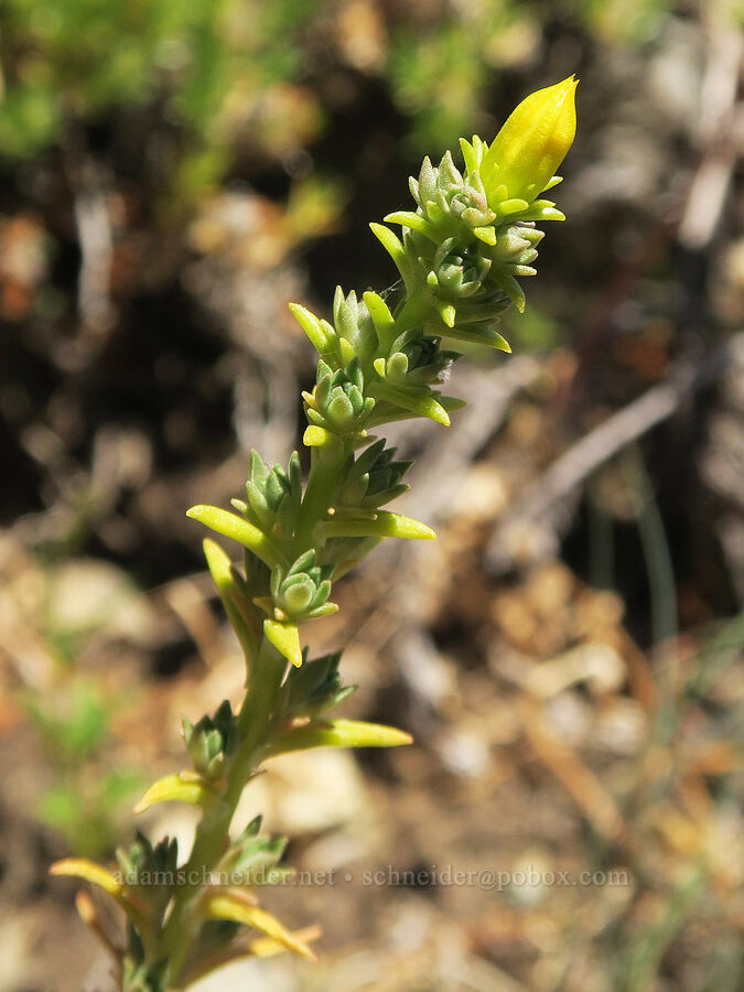 worm-leaf stonecrop, budding (Sedum stenopetalum) [Upper Big Quilcene Trail, Buckhorn Wilderness, Jefferson County, Washington]