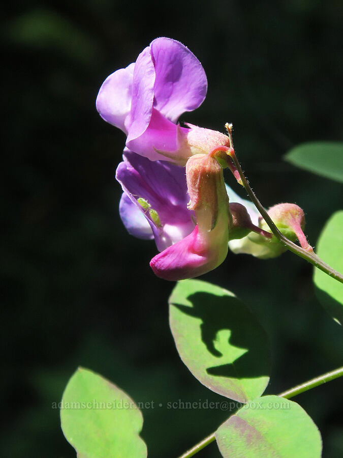 Sierra pea-vine (Lathyrus nevadensis) [Upper Big Quilcene Trail, Buckhorn Wilderness, Jefferson County, Washington]