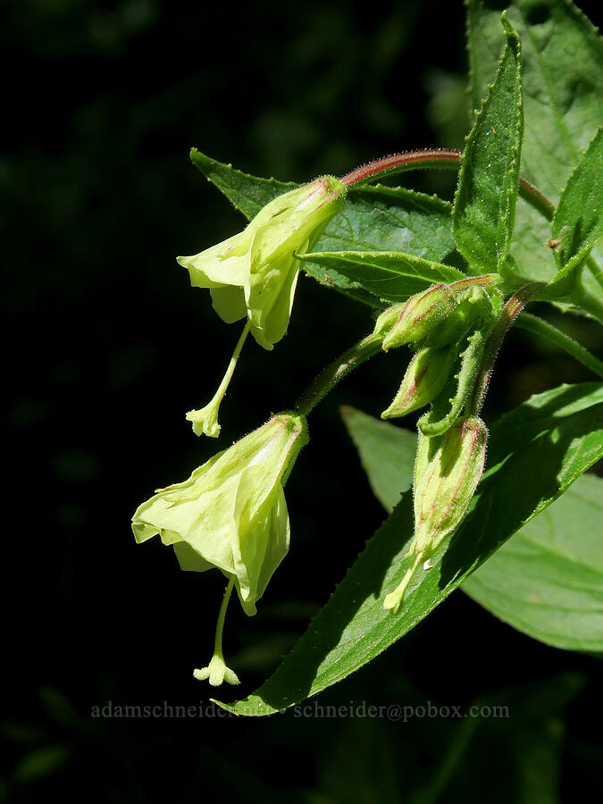 yellow willow-herb (Epilobium luteum) [Upper Big Quilcene Trail, Buckhorn Wilderness, Jefferson County, Washington]