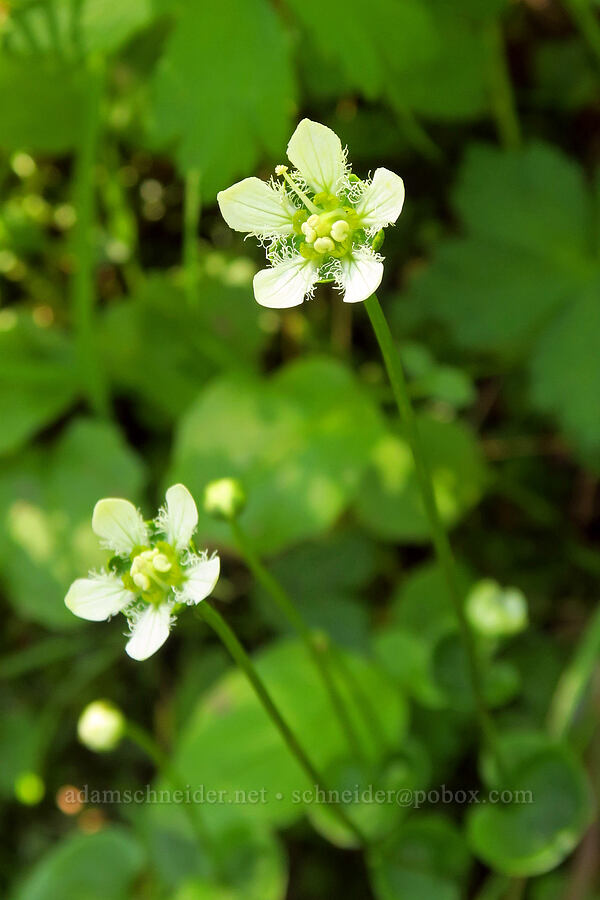 fringed grass-of-Parnassus (Parnassia fimbriata) [Upper Big Quilcene Trail, Buckhorn Wilderness, Jefferson County, Washington]