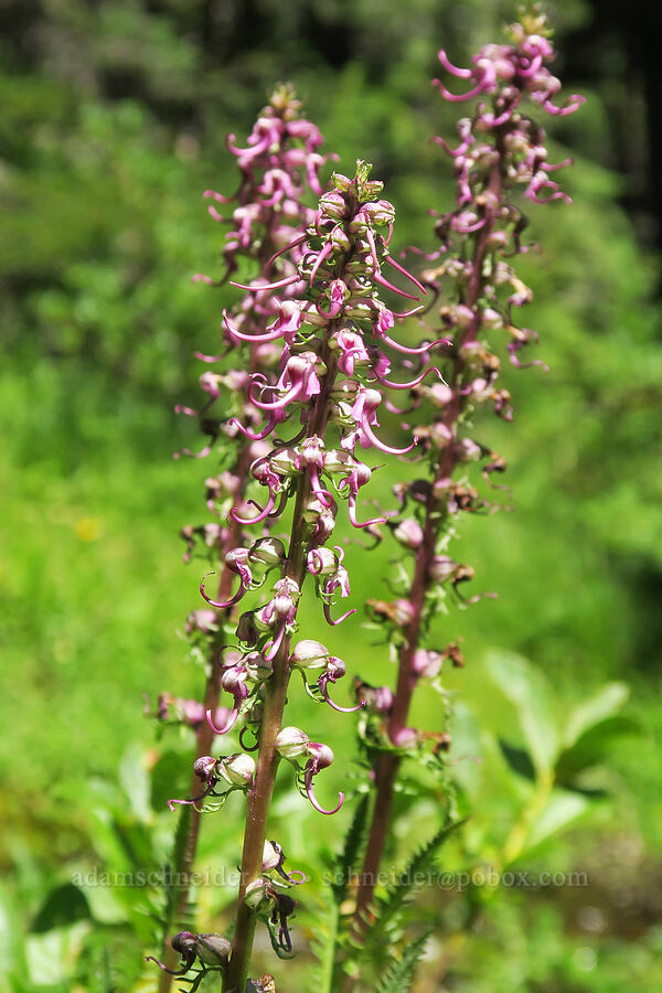 elephant's-head lousewort (Pedicularis groenlandica) [Upper Big Quilcene Trail, Buckhorn Wilderness, Jefferson County, Washington]