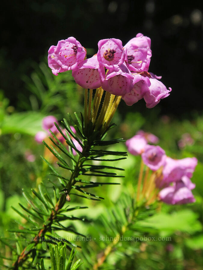 speckled pink mountain heather (Phyllodoce empetriformis) [Upper Big Quilcene Trail, Buckhorn Wilderness, Jefferson County, Washington]