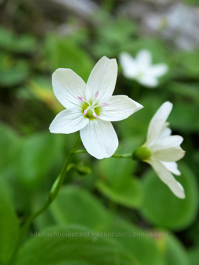 heart-leaf spring-beauty (Claytonia cordifolia (Montia cordifolia)) [Upper Big Quilcene Trail, Buckhorn Wilderness, Jefferson County, Washington]