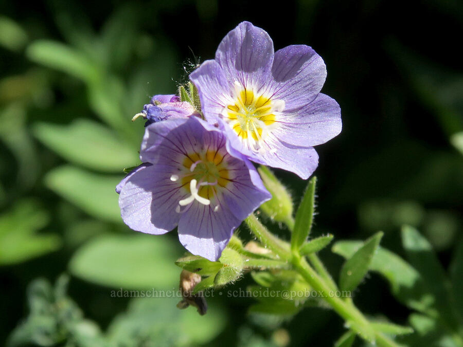 California Jacob's-ladder (Polemonium californicum) [Upper Big Quilcene Trail, Buckhorn Wilderness, Jefferson County, Washington]