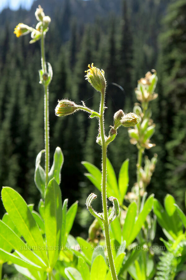 Parry's arnica (Arnica parryi) [Upper Big Quilcene Trail, Buckhorn Wilderness, Jefferson County, Washington]