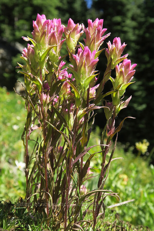mountain owl's-clover (Orthocarpus imbricatus) [Upper Big Quilcene Trail, Buckhorn Wilderness, Jefferson County, Washington]